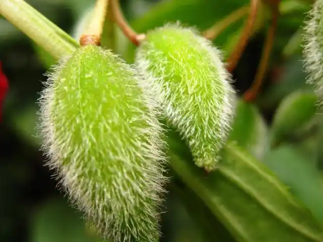 凤仙花 三年(4)班 黄鑫雅