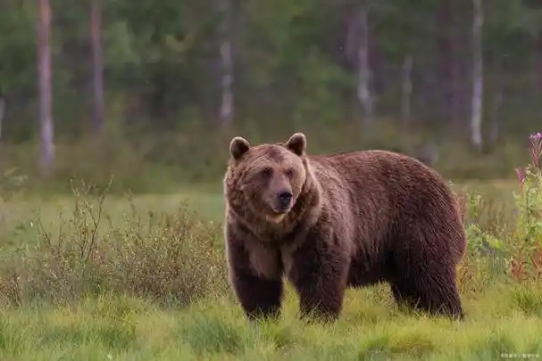 一,引言棕熊(ursus arctos)是一种大型的食肉动物,分布于北半球的欧亚