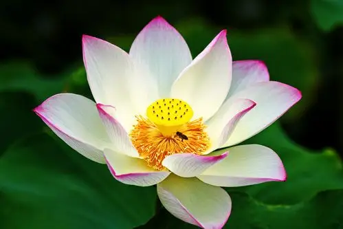 素雅清芬白莲花