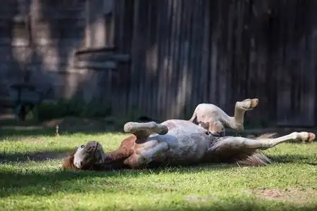 夏天的时候, 滑稽的马驹在地上打滚照片
