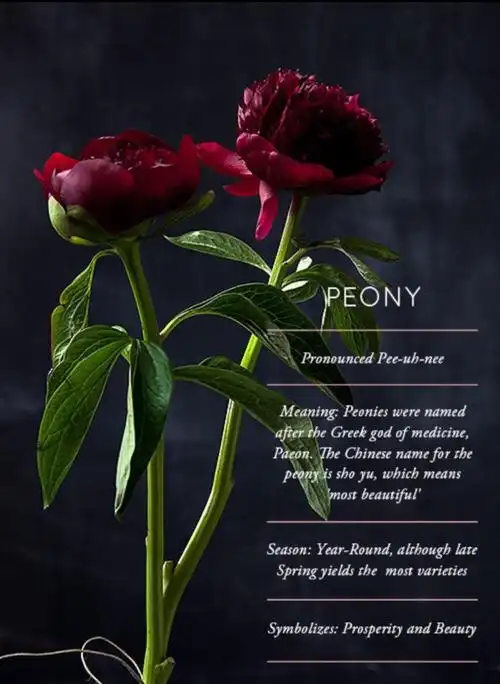 com/category/flower-glossary