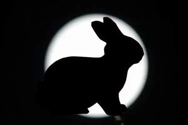 2023年黑兔年大灾难原话:黑兔夜走青龙月,欲去不尽不敢说.