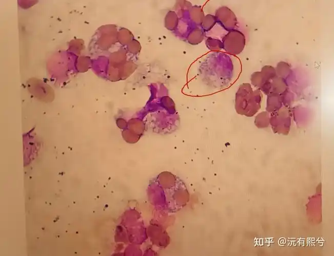 小鼠巨噬细胞吞噬鸡红细胞绘图 - 知乎