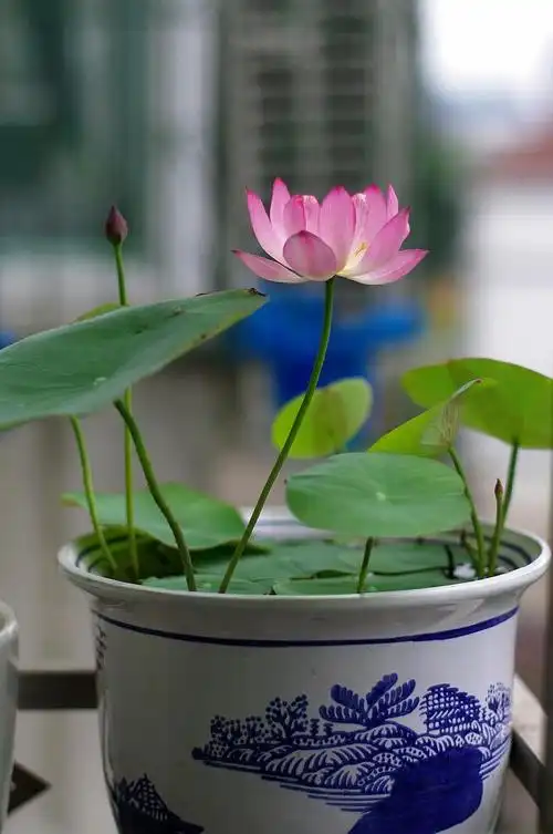 碗莲养护口诀,两个月都能赏花,花大色艳清香远溢!