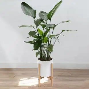 天堂鸟盆栽室内大型绿植办公室龟背竹除甲醛净化空气客厅植物花卉