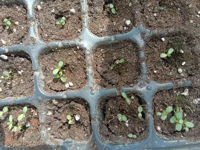 这些是翠菊,发芽率很高