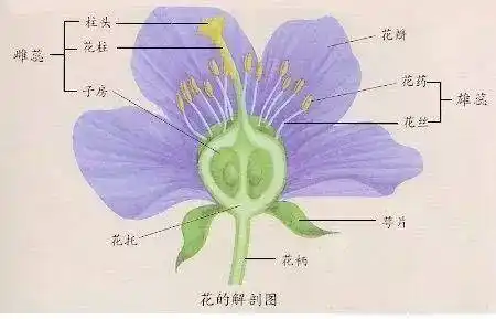 你说她们长得都一样?