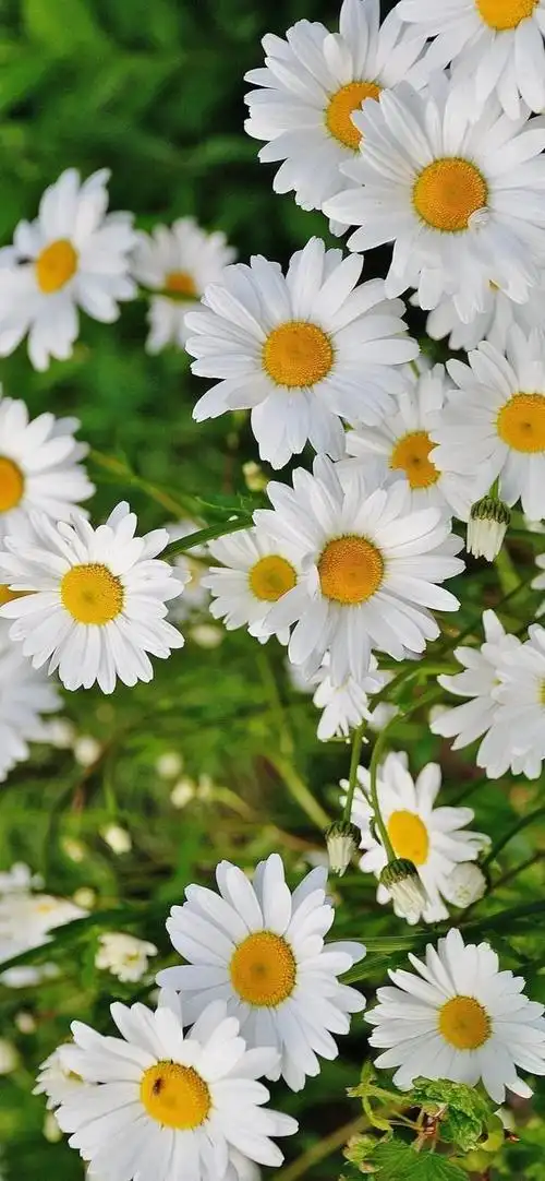 小雏菊壁纸 ·文艺ins风|喜欢小雏菊,却无关它的花语