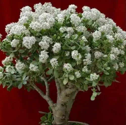 谁说玉树不开花,做对这些,玉树开花不再难