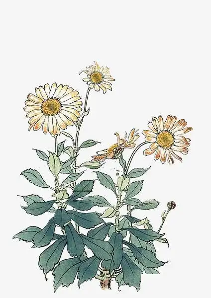 手绘花卉