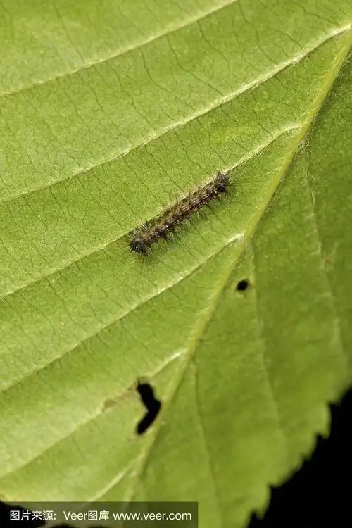 康涅狄格州山谷瀑布公园的舞毒蛾幼虫