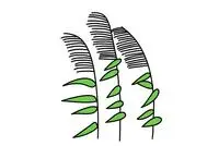 芦苇简笔画