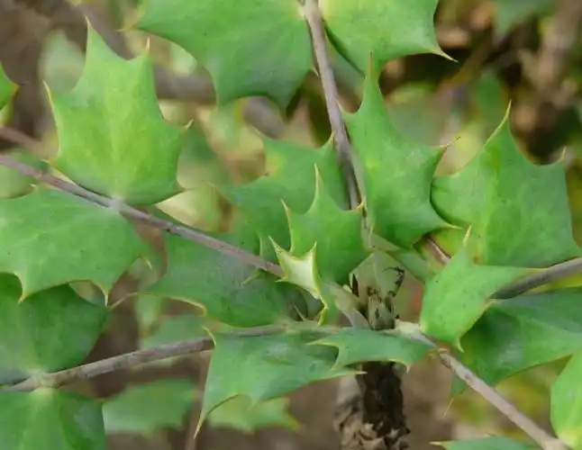 黄柏(芸香目芸香科植物)_尚可名片