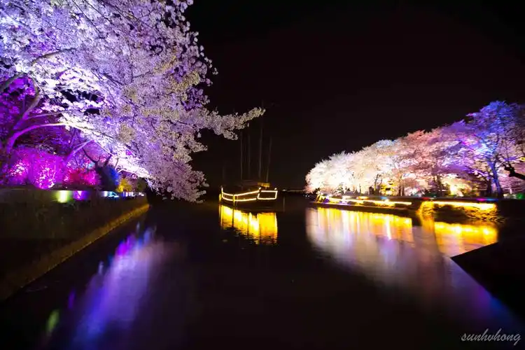 无锡鼋头渚樱花(夜樱)