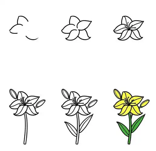 🎨百合简笔画✨