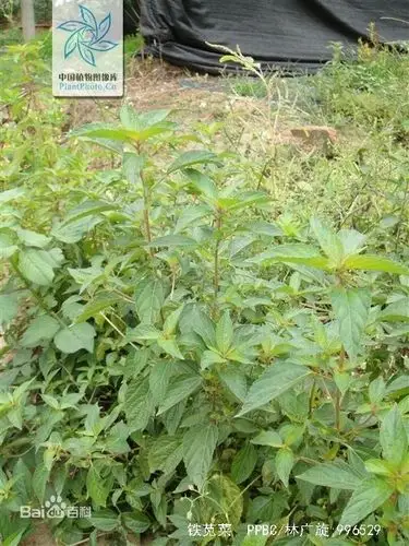 腹泻妙药海蚌含珠