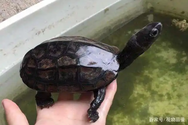 只有少数的公草龟能百分百完全墨化成为墨龟