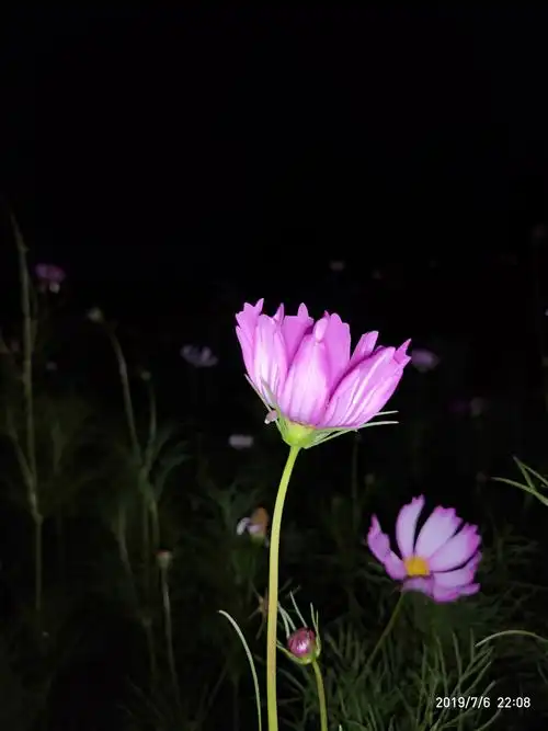 夜幕下的格桑花!