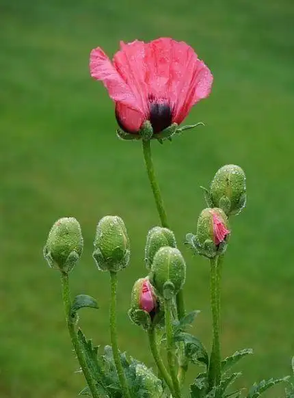 罂粟花为什么叫英雄花图8