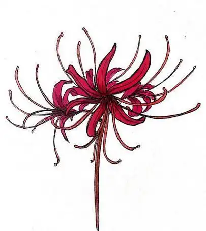 简笔画怎么画彩铅彼岸花简笔画彼岸花的古风简笔画彼岸花的古风简笔画