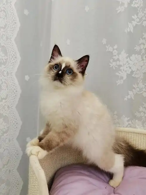 上海手套流星布偶妹妹找家