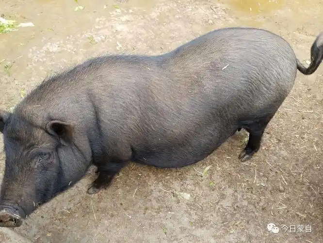 水田乡的这种猪你一定没见过!