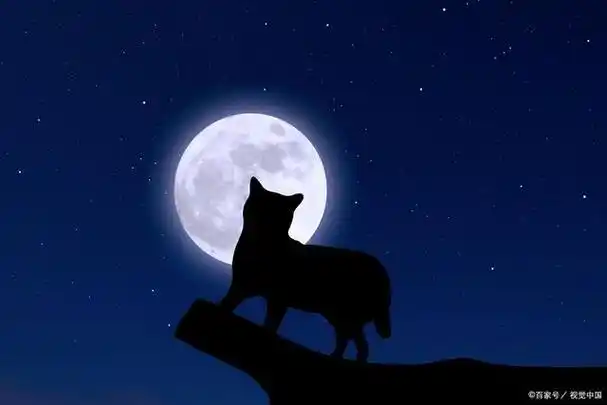 猫咪带你探索夜空奥秘——《猫咪带你去观星》书评