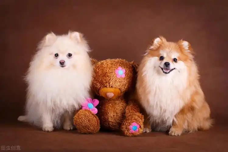 如果你有一只博美犬,那么不妨看看这篇文章,或许会收获许多