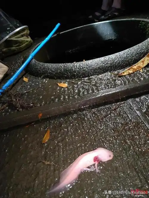 六角龙吃什么东西,六角恐龙鱼,拥有自然界最强治愈能力,能重生脑部