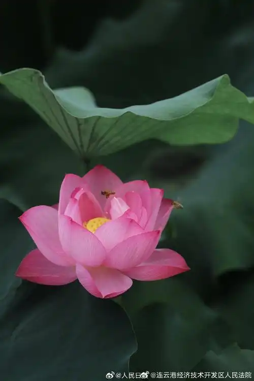 #大暑##适合大暑观赏的荷花壁纸#