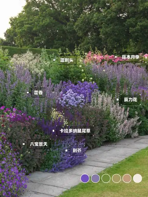 植物分享49紫色系自然花境