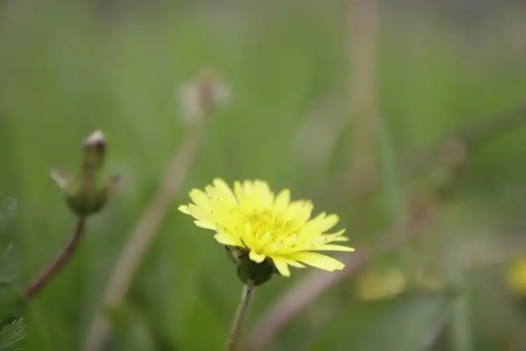 风景,花,野花,野菊花风景壁纸图片
