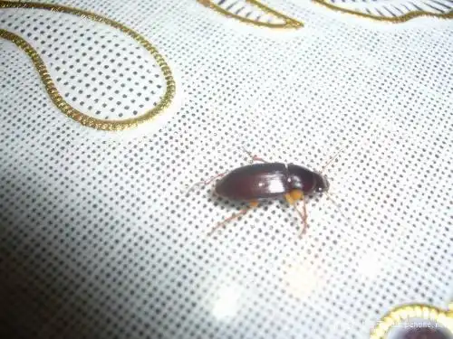 家里忽然出现这种像蟑螂的虫子 这是什么虫子?怎么杀死?