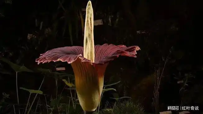 世界上最恐怖的花尸花传说能惑人产生自杀的幻觉