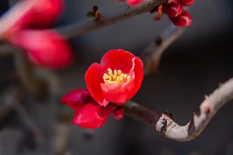 红梅花-快过年了-花开了-新的一年又要开始了,万物