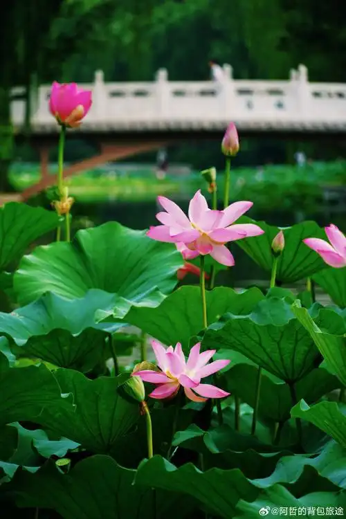 壁纸 花 桌面 690_1035 竖版 竖屏 手机