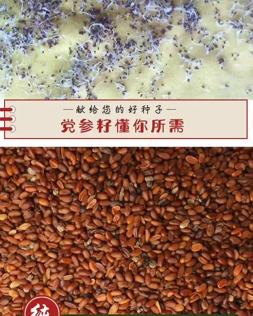 药材党参种子甘肃白条党种籽新产可入药食用煲汤