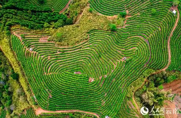 航拍云南江城万亩茶园雨后美如画