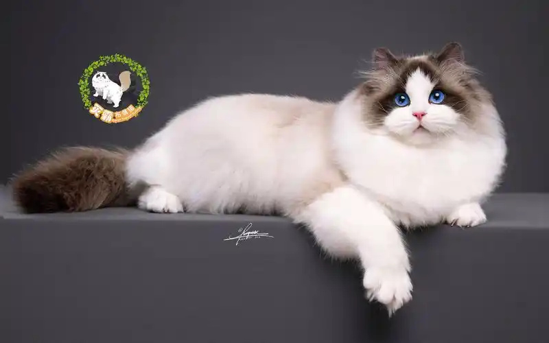 灭霸布偶猫艾达弟弟脸颊鼓鼓甜美雪糯步步生花