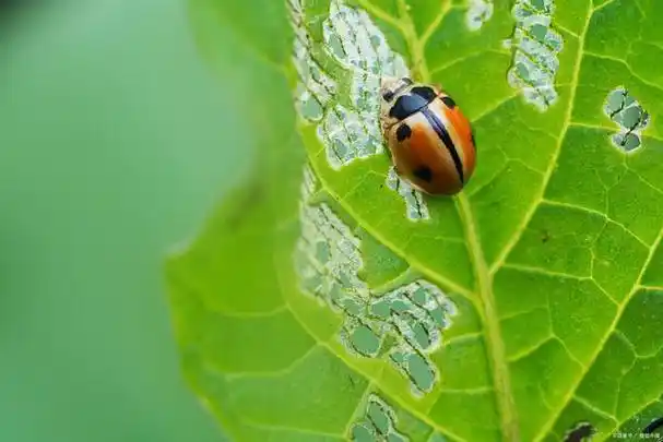 六只脚的奇妙世界昆虫节肢动物的秘密