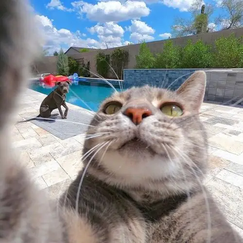 猫咪manny的日常自拍