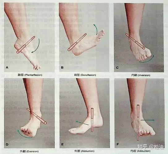 旋前和旋后足部的三维运动