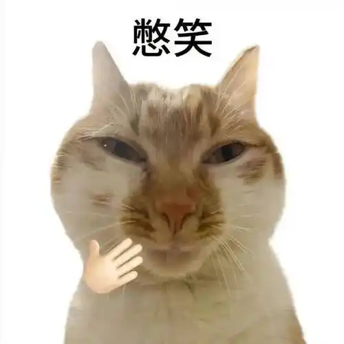 白底小猫表情包