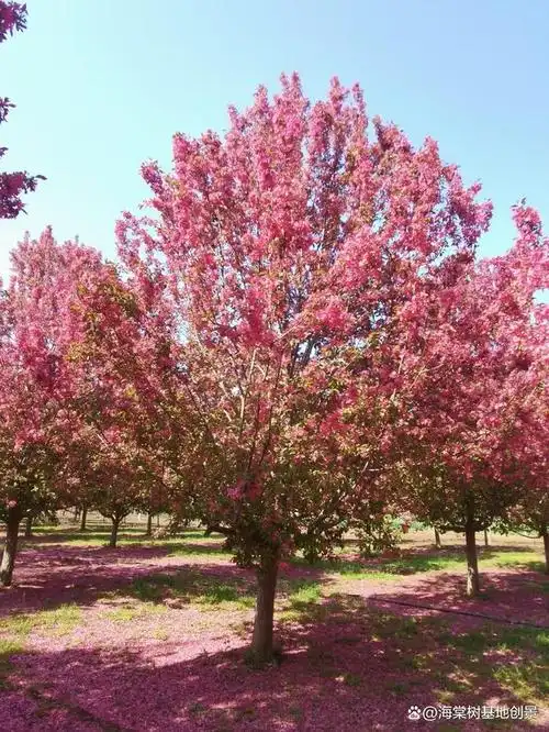 最新绚丽海棠价格是多少?山东临沂海棠树基地