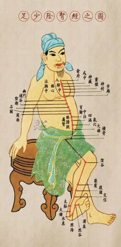 人体十二经络穴位图,如获珍宝!
