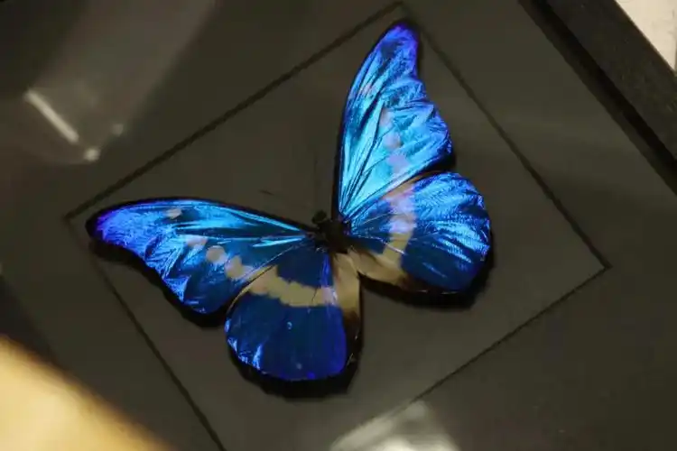 光明女神蝶工艺品超级闪的蝴蝶