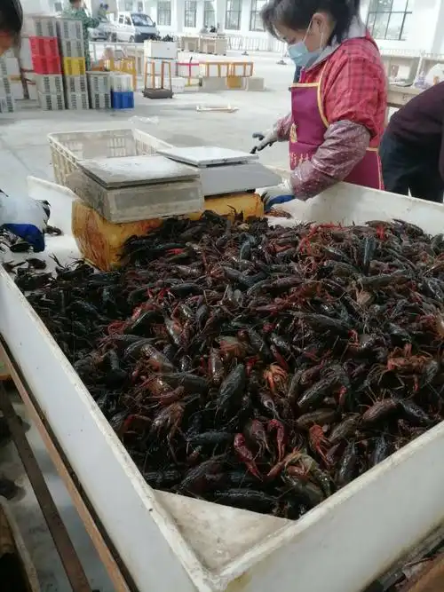 小龙虾批发一手货源 海鲜市场批发价格查询