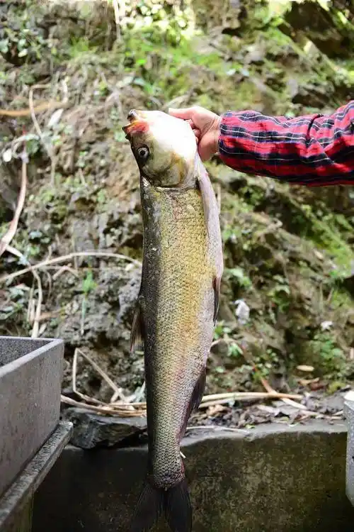 中国江鲜食材大全