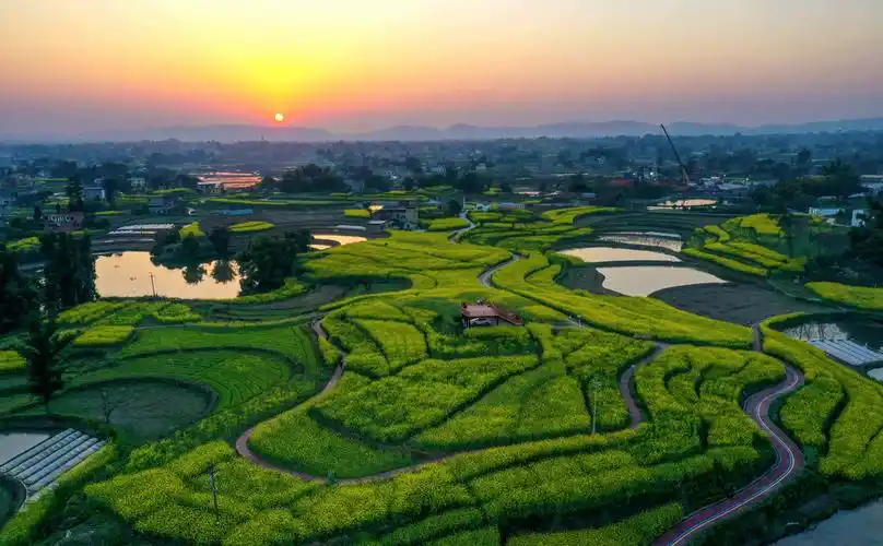 3月7日,四川省泸州市泸县方洞镇陈田村的油菜花迎春绽放(无人机照片).