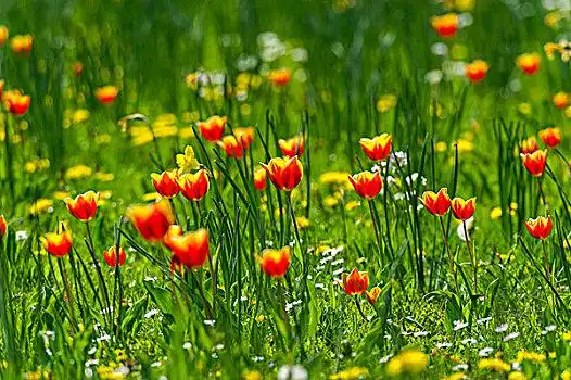 植物花草图片_植物花草图片大全_植物花草图片下载